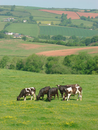 devon cows in field